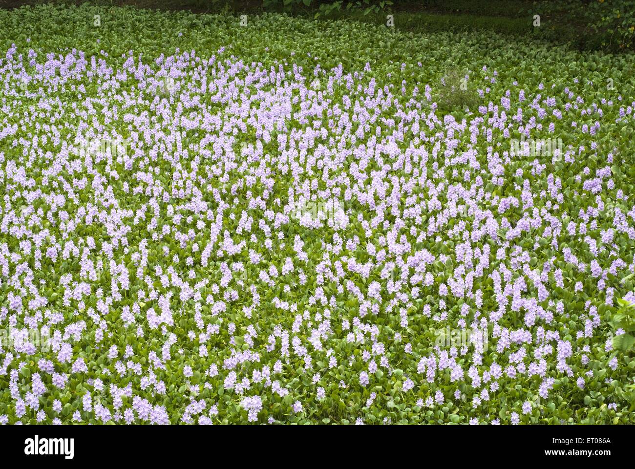 Wasserblühende Pflanze, Eichhornia, Wasserhyazinthe, Eichhornia crassipes, Alapuzha, Alappuzha, Alleppey, Kerala, Indien, asien Stockfoto