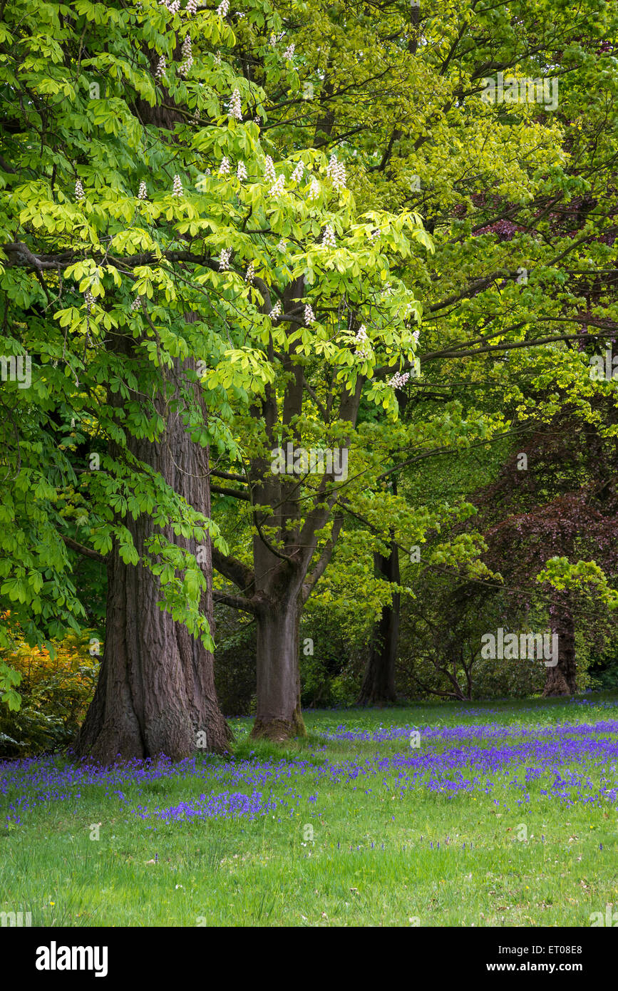 Glockenblumen in Cholmondeley Schlossgärten, Cheshire. Stockfoto