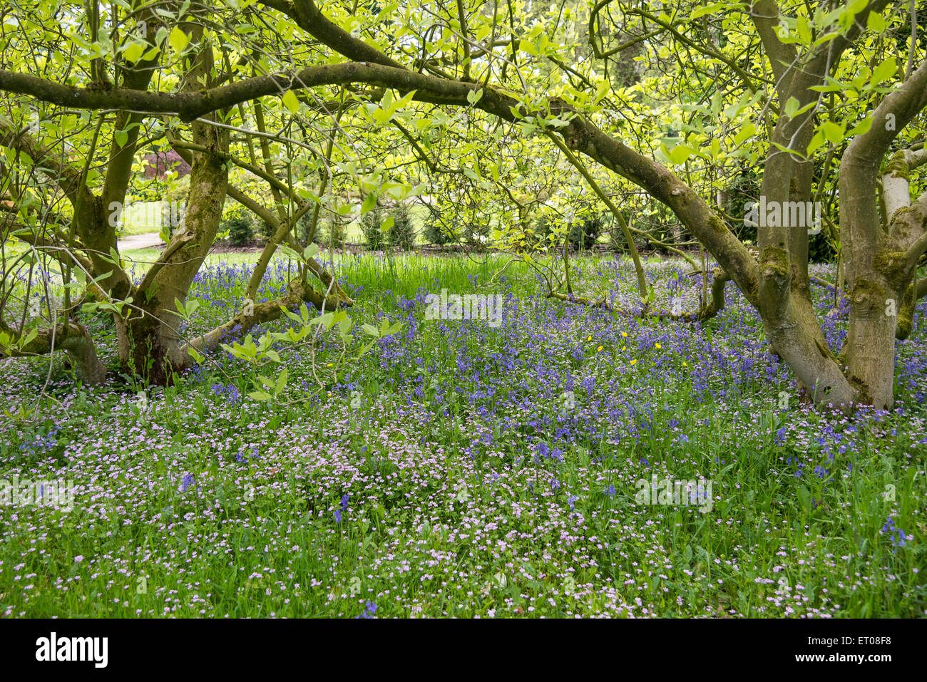 Claytonia und Glockenblumen wachsen unter Magnolienbaum im Frühling. Stockfoto