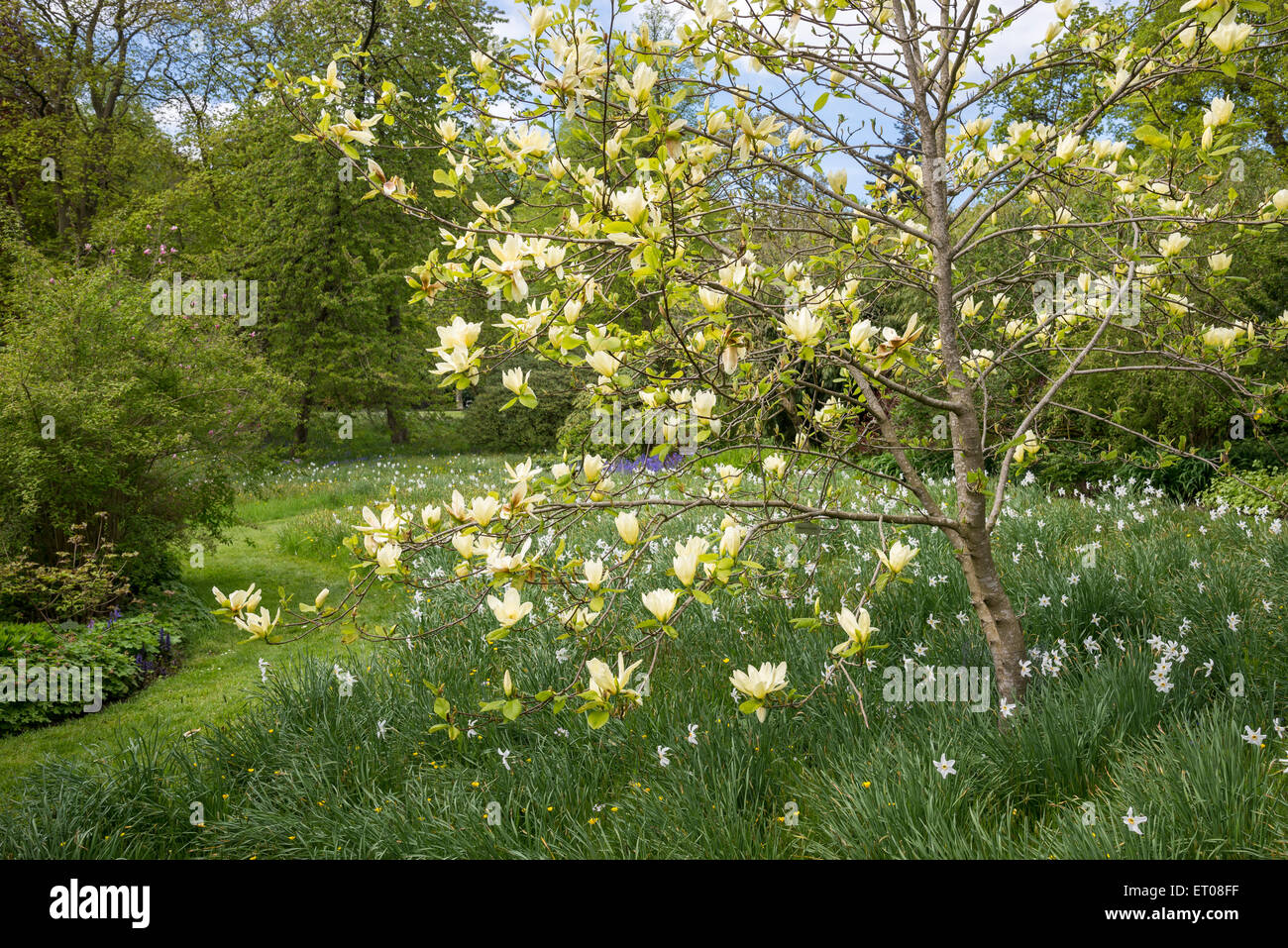 Gelbe Magnolien blühen in den Gärten des Cholmondeley Castle im Frühjahr. Voranbau von weißen Narzissen. Stockfoto