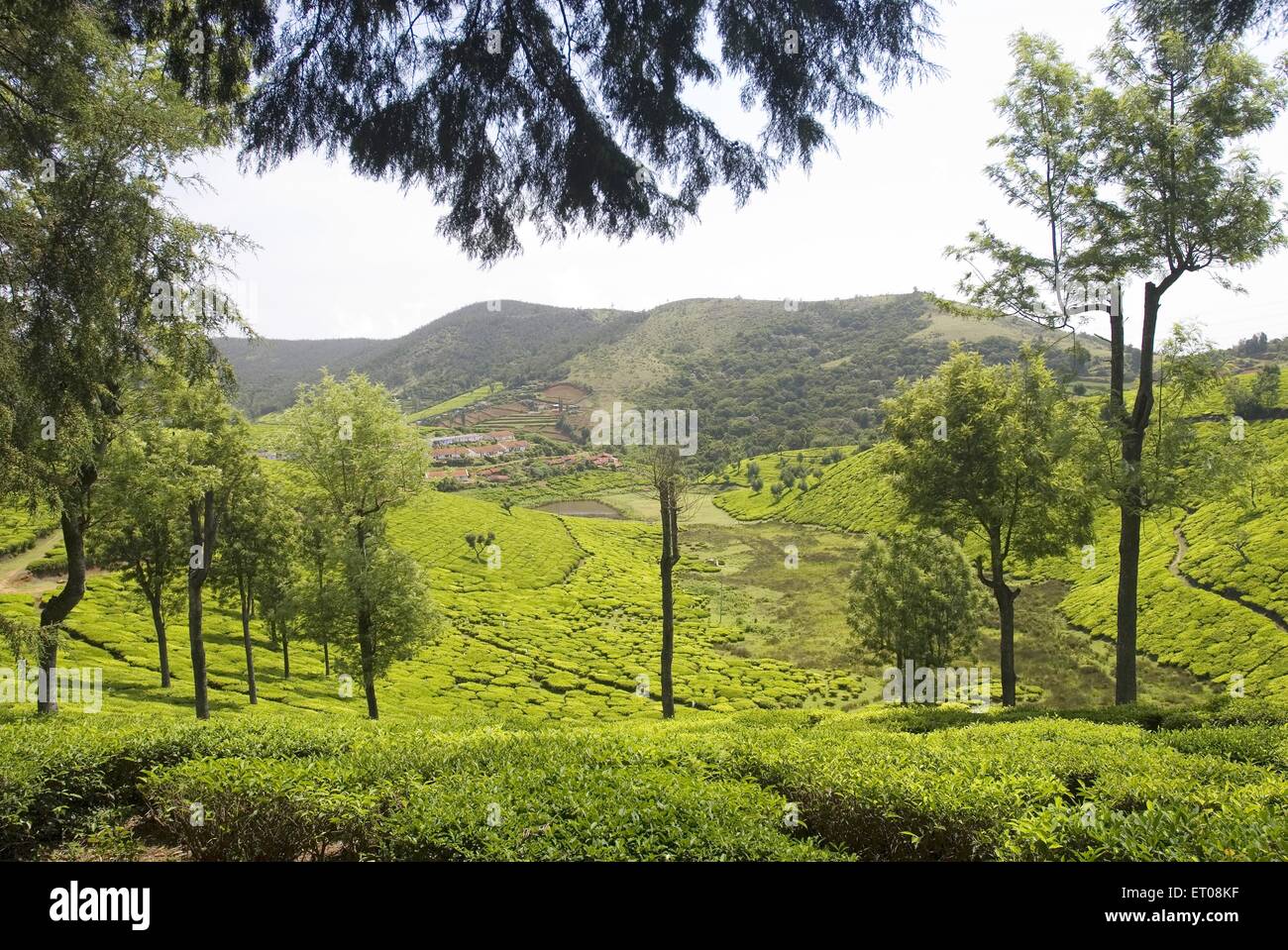 Die malerischen Glenmorgan ist berühmt als Teeplantage; Nilgiris Bezirk; Tamil Nadu; Indien Stockfoto