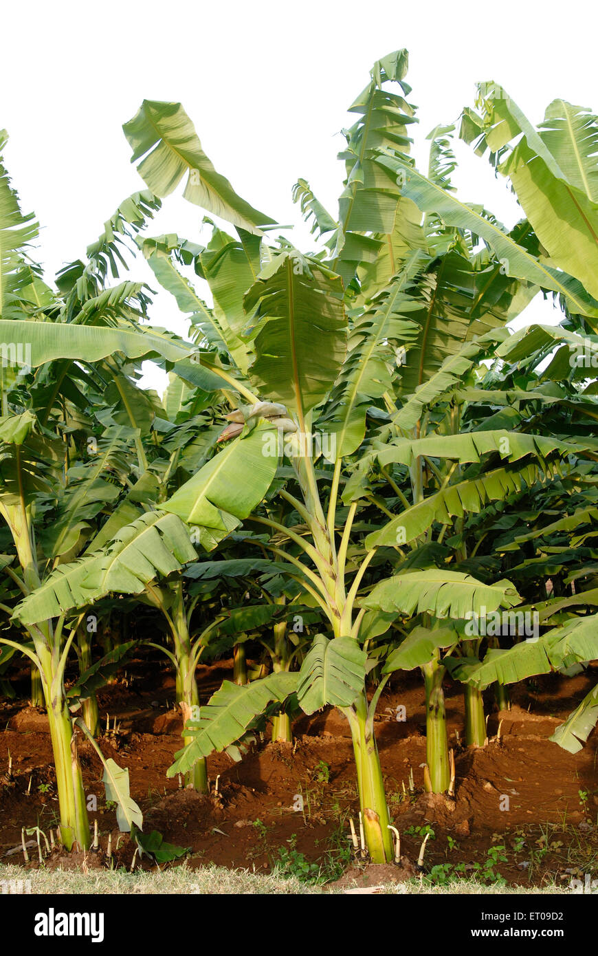 Bananenplantage; Tamil Nadu; Indien, asien Stockfoto