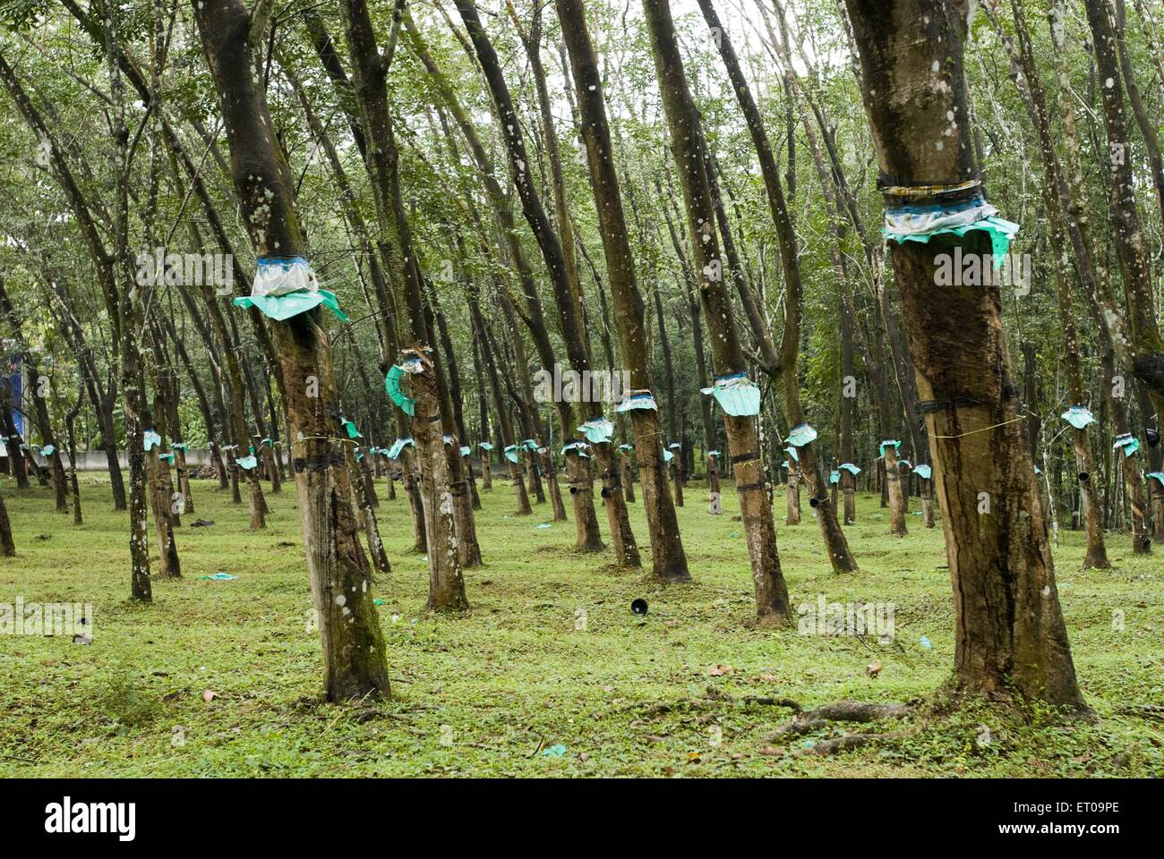 Gummiklopfen, Gummibäume, Kottayam, Kerala, Indien, Asien Stockfoto