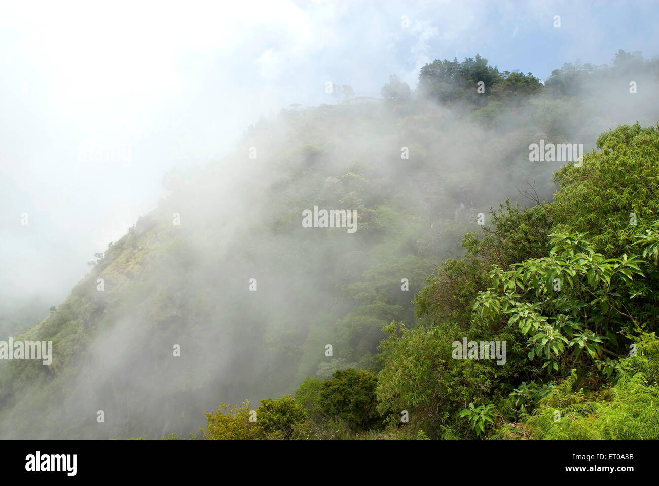 Misty Green Hills, Singara Village, Gudalur Block, Nilgiris District, Tamil Nadu, Indien, Asien Stockfoto