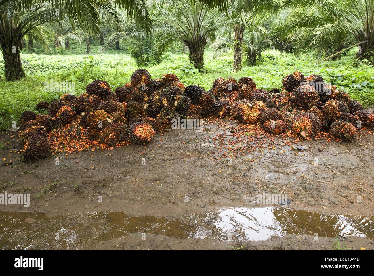 Geerntete Ölpalmenfrüchte in der Nähe von Chalakkudy; Kerala; Indien; Asien Stockfoto