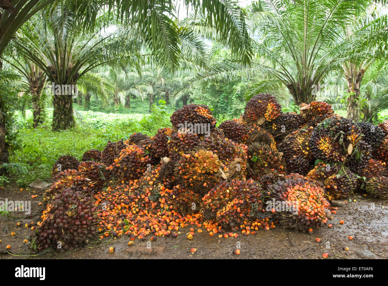 Geerntete Ölpalmenfrüchte in der Nähe von Chalakkudy; Kerala; Indien; Asien; Inder; Asiatisch Stockfoto