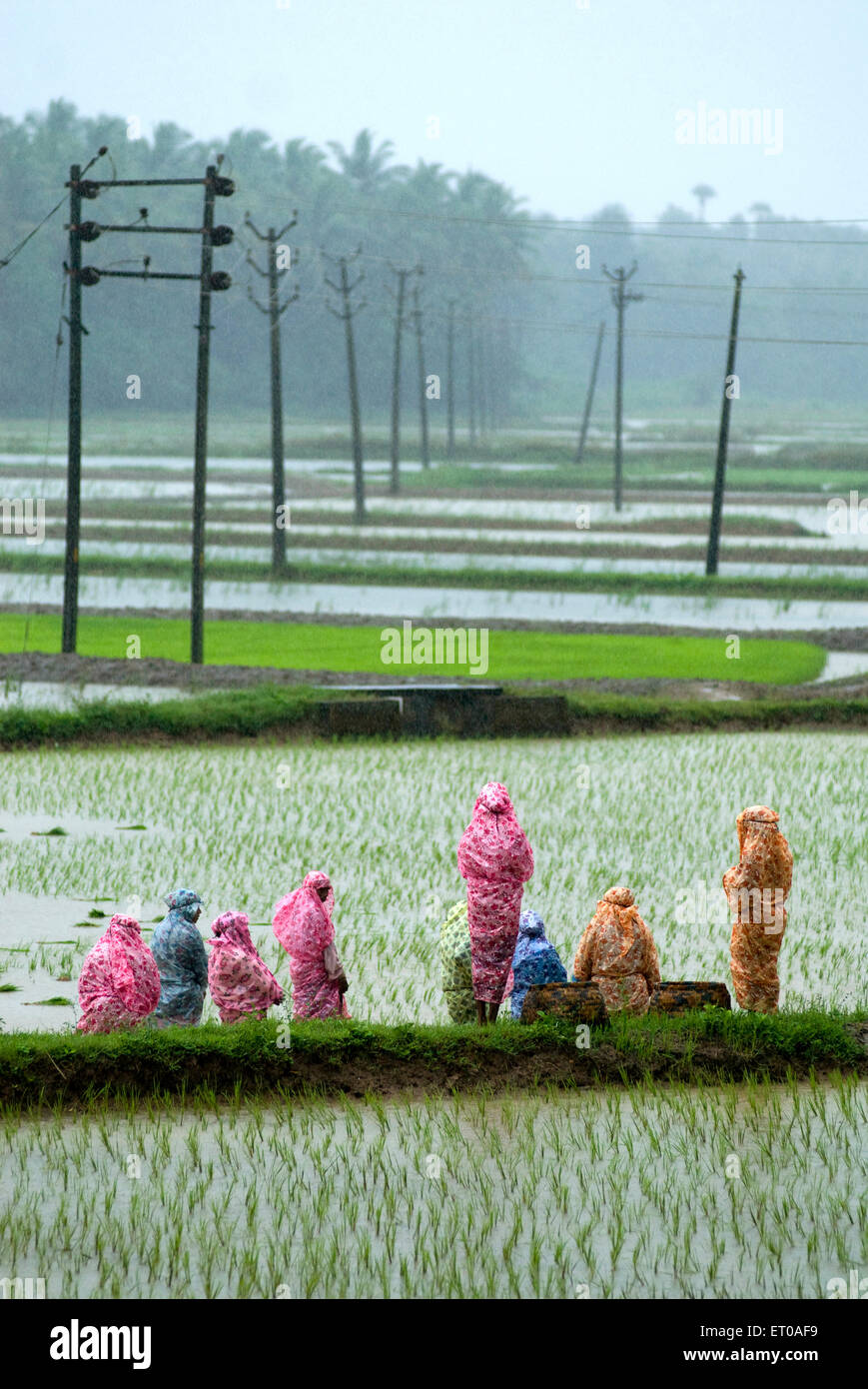 Landarbeiter im Reisfeld während des Monsuntages in der Nähe von Palakkad Kerala Indien Asien Stockfoto