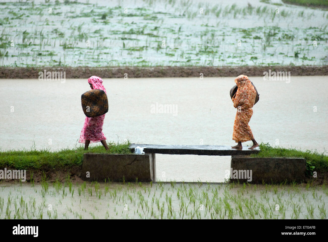 Landarbeiter im Reisfeld Monsun tagsüber in der Nähe von Palakkad; Kerala; Indien Stockfoto