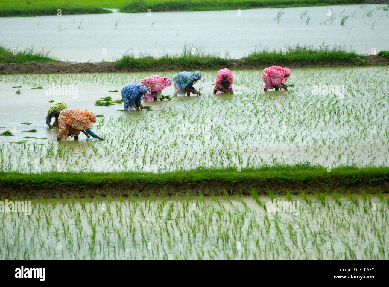 Landarbeiter im Reisfeld Monsun tagsüber in der Nähe von Palakkad; Kerala; Indien Stockfoto