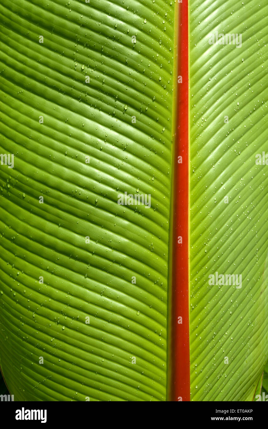 Bananenbaumblatt, Bananenblatt, Bananenpflanzenblatt, grünes Blatt, Kerala, Indien, Asien Stockfoto