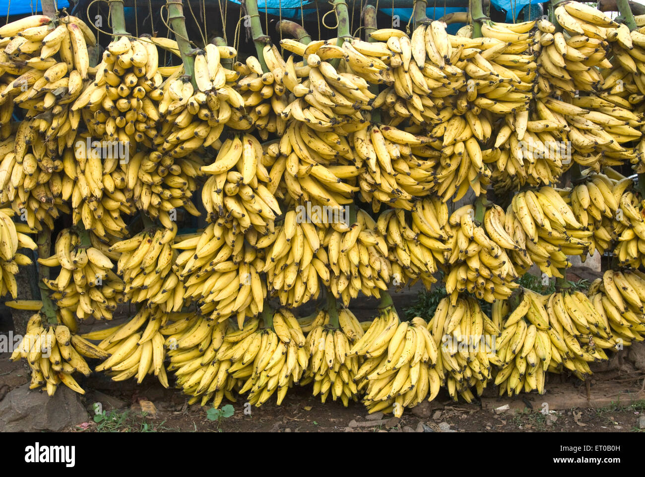 Changalikodan Nendran Banana, Nendram Pazham, Kerala; Indien Stockfoto