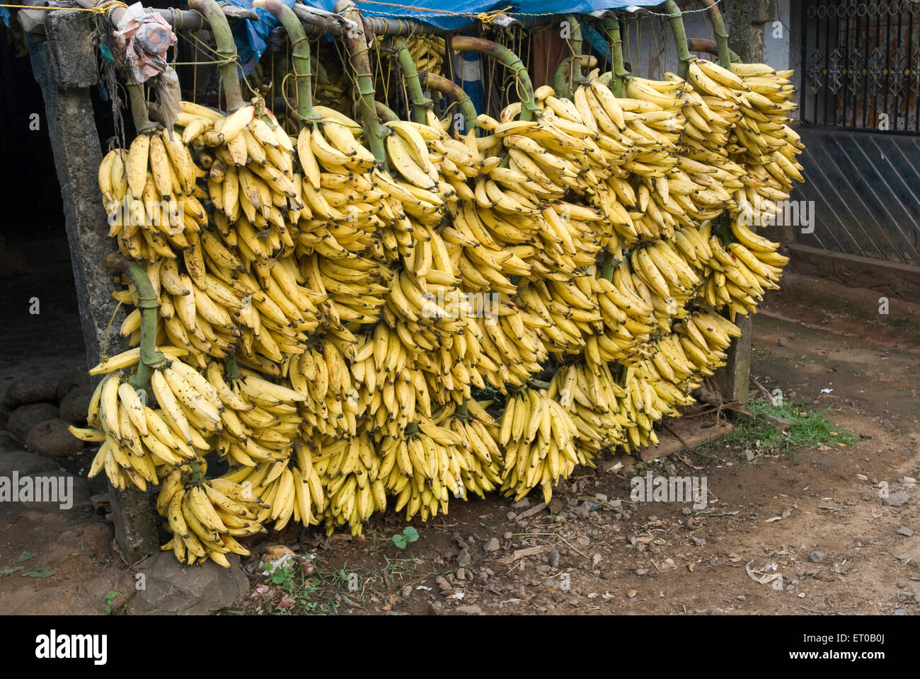 Nendram Pazham; berühmte Sorte Banane im Shop; Kerala; Indien Stockfoto