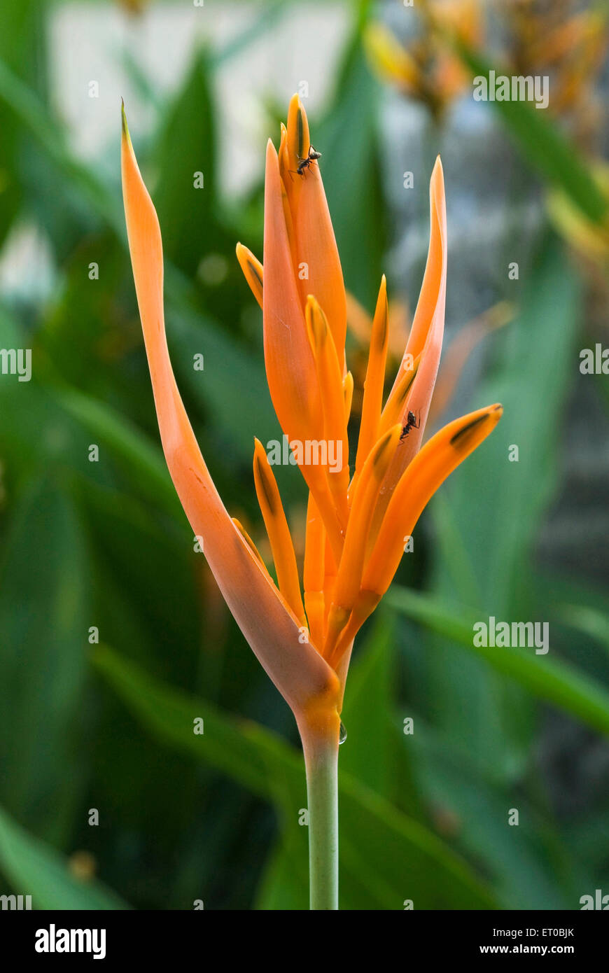 Papagei Blumen Stockfotos und -bilder Kaufen - Alamy