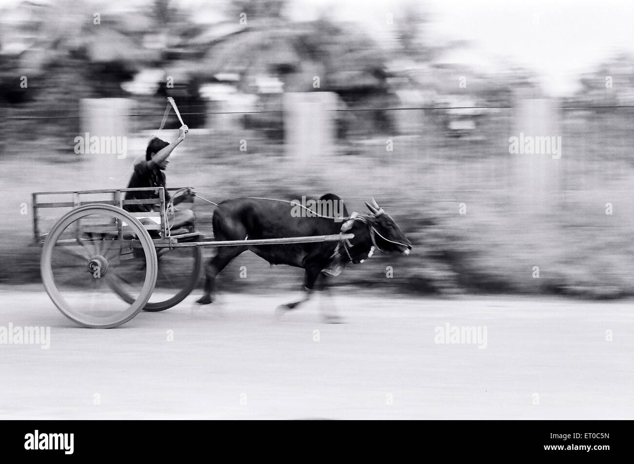 Bullock-Kartrennen in der Nähe von Palakkad; Kerala; Indien Stockfoto