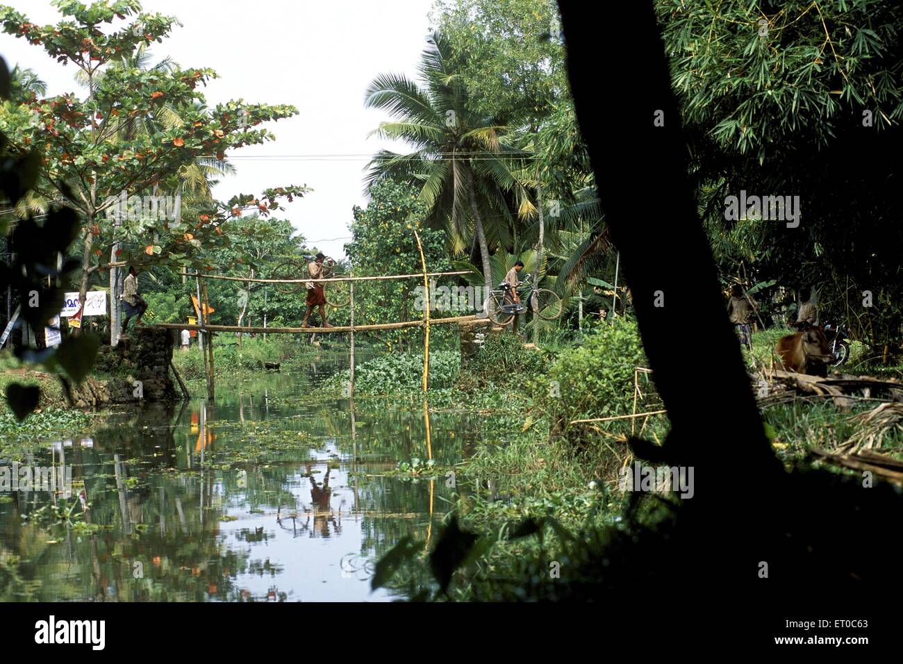 Holzbrücke, Backwaters von Kerala, Alleppey, Alappuzha, Kerala, Indien, Asien Stockfoto