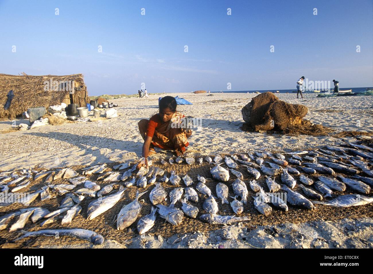 Fisherwoman Trocknen von Fisch, Dhanushkodi Strand, Rameswaram Insel, Tamil Nadu; Indien, asien Stockfoto