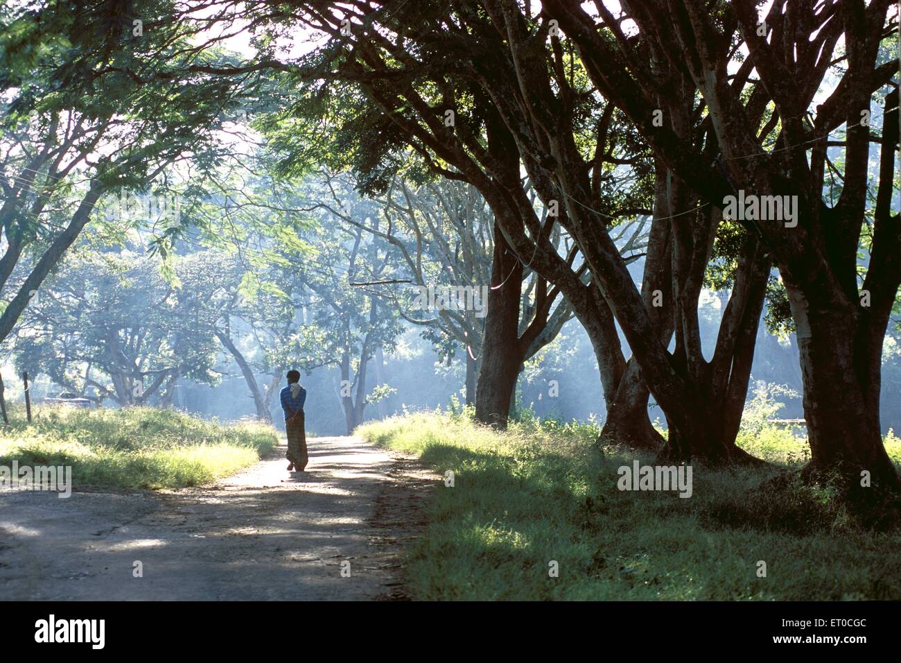 Wandern im Wald, Mudumalai Nationalpark, Naturschutzgebiet, Nilgiris; Tamil Nadu; Indien, asien Stockfoto