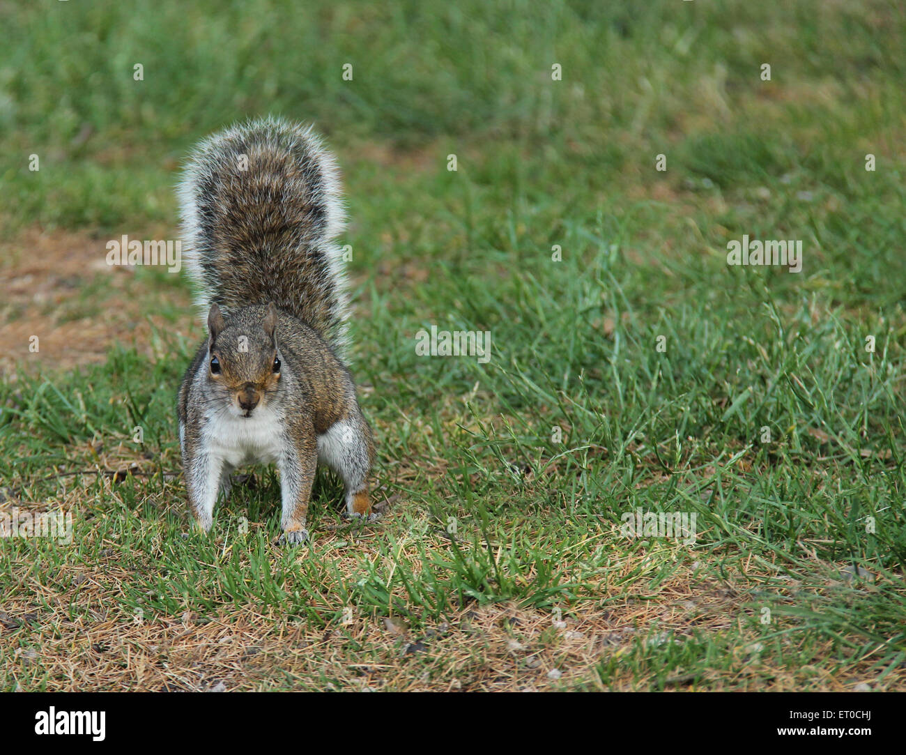 Eine niedliche Grauhörnchen, auf der Suche nach Nahrung. Stockfoto