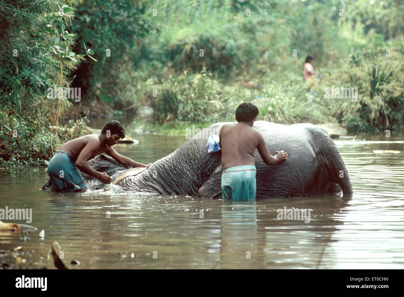 Elefantenbaden, elephas maximus, Courtallam; Tenkasi-Bezirk, Tamil Nadu; Indien, asien Stockfoto