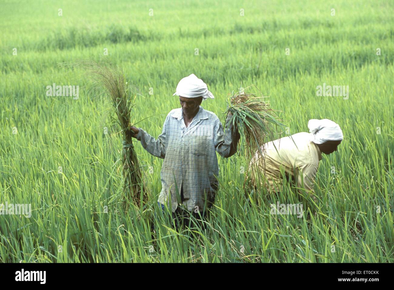 Landwirt arbeitet im Reisfeld; Alappuzha, Alleppey; Kerala; Indien, asien Stockfoto