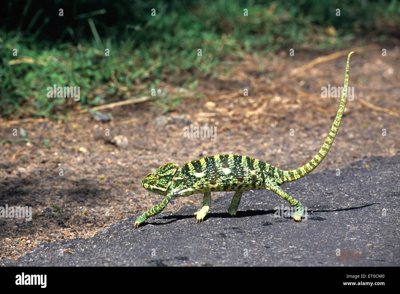 Chameleon Eidechsen chamaeleonidae Stockfoto