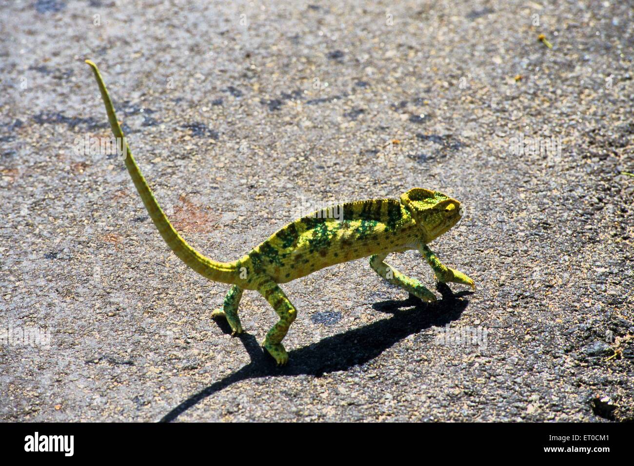 Chameleon Eidechsen chamaeleonidae Stockfoto