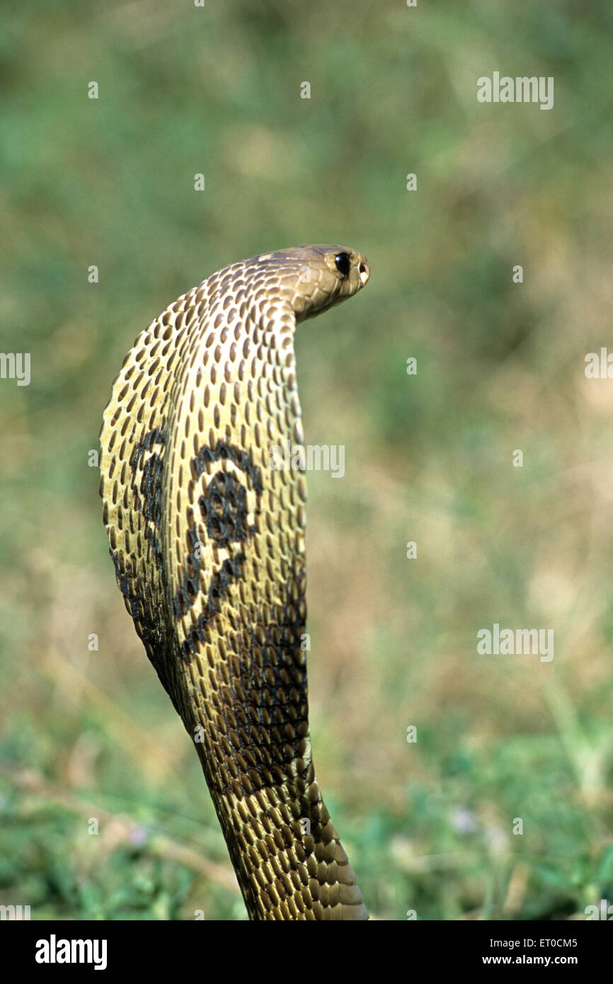 cobra Schlange, indische Brille Cobra naja naja naja Stockfoto