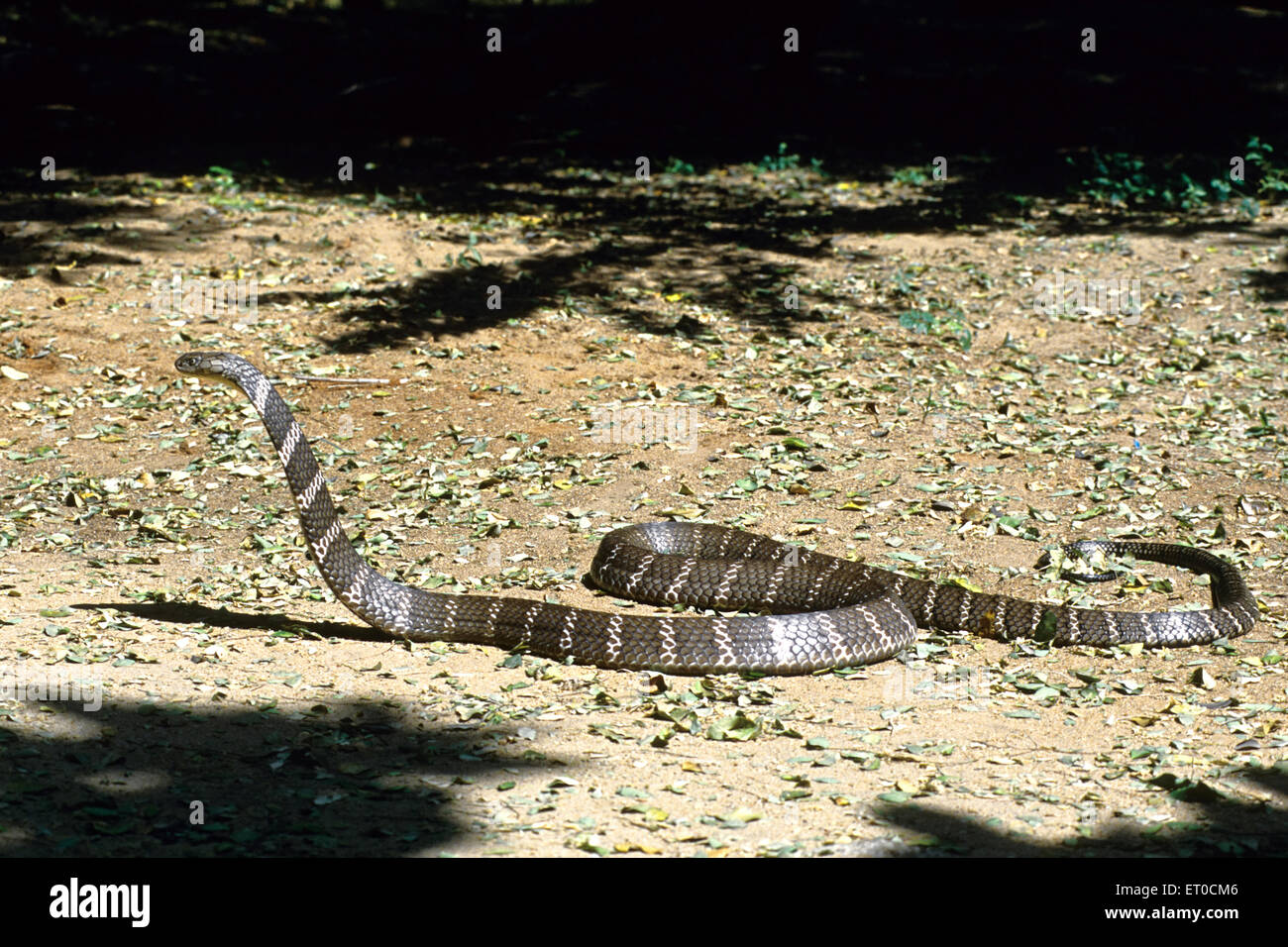 König Cobra Schlange ophiophagus hannah Stockfoto