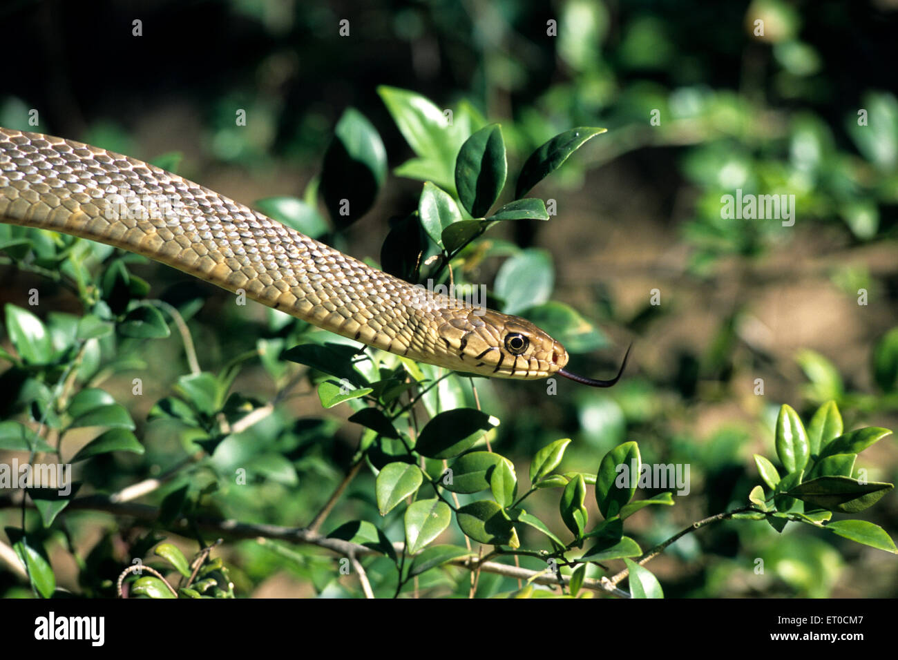 Ratte Schlange-Ptyas mucosus Stockfoto