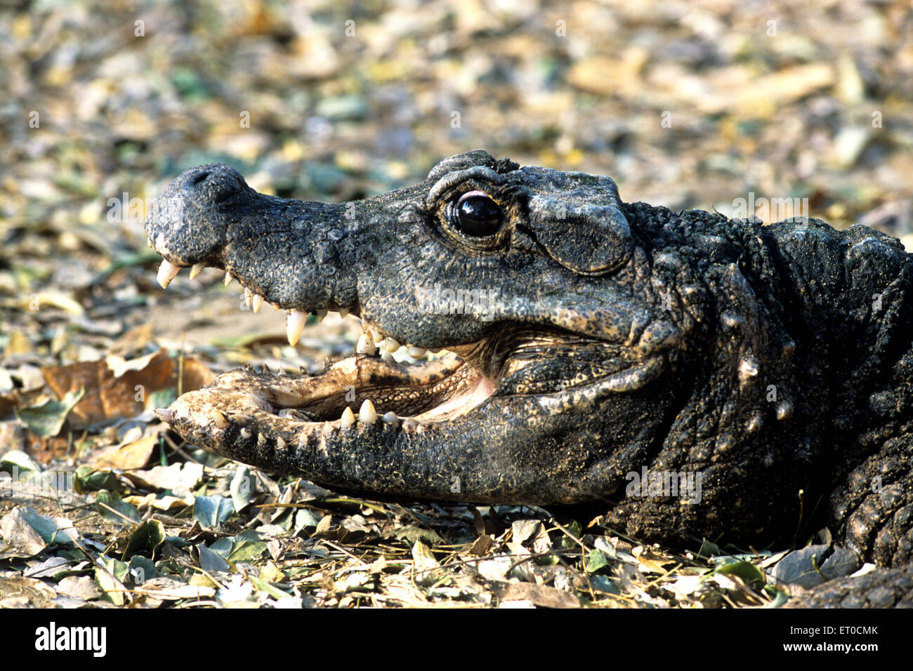Crocile Zwerg Krokodil Oesteolaemus tetrapis Stockfoto