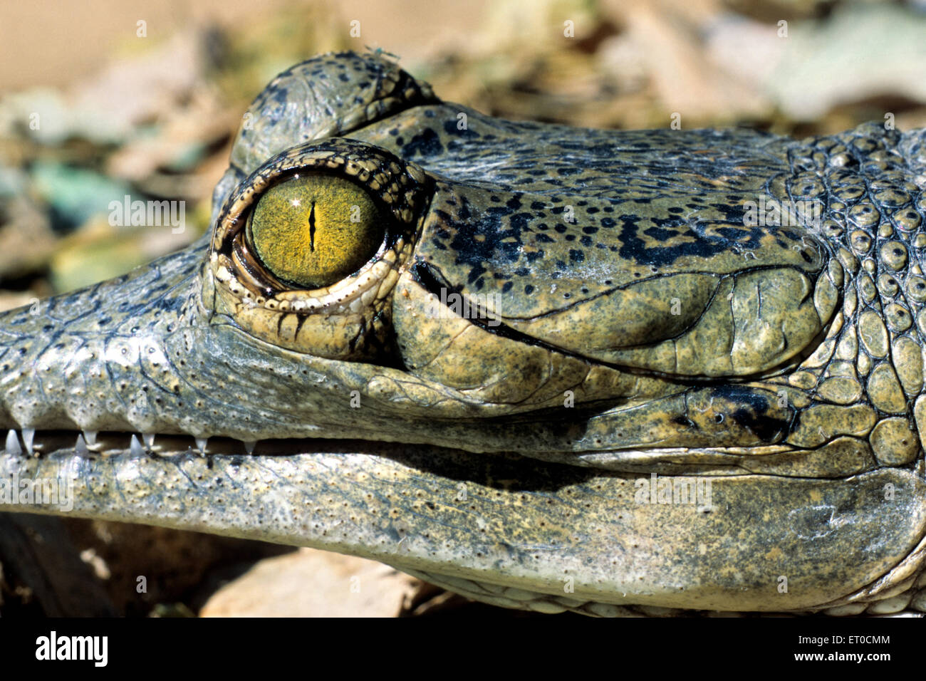 Krokodil-Auge und Ohr der Gangesgavial Gavialis gangeticus Stockfoto