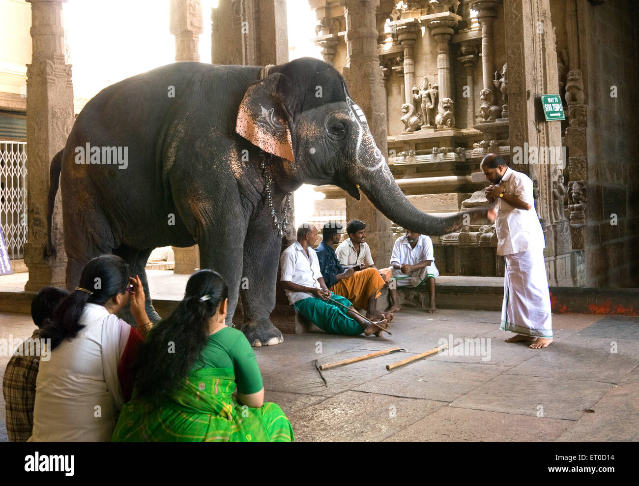 Elefant-Segen im Meenakshi-Tempel; Madurai; Tamil Nadu; Indien Stockfoto
