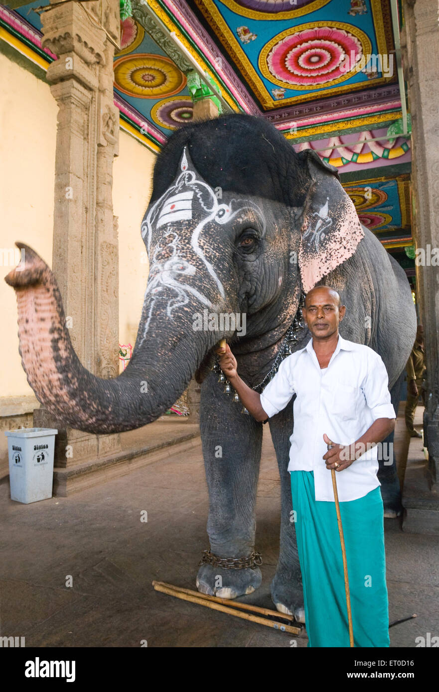 Tempel-Elefant mit Mahout im Meenakshi-Tempel; Madurai; Tamil Nadu; Indien Stockfoto