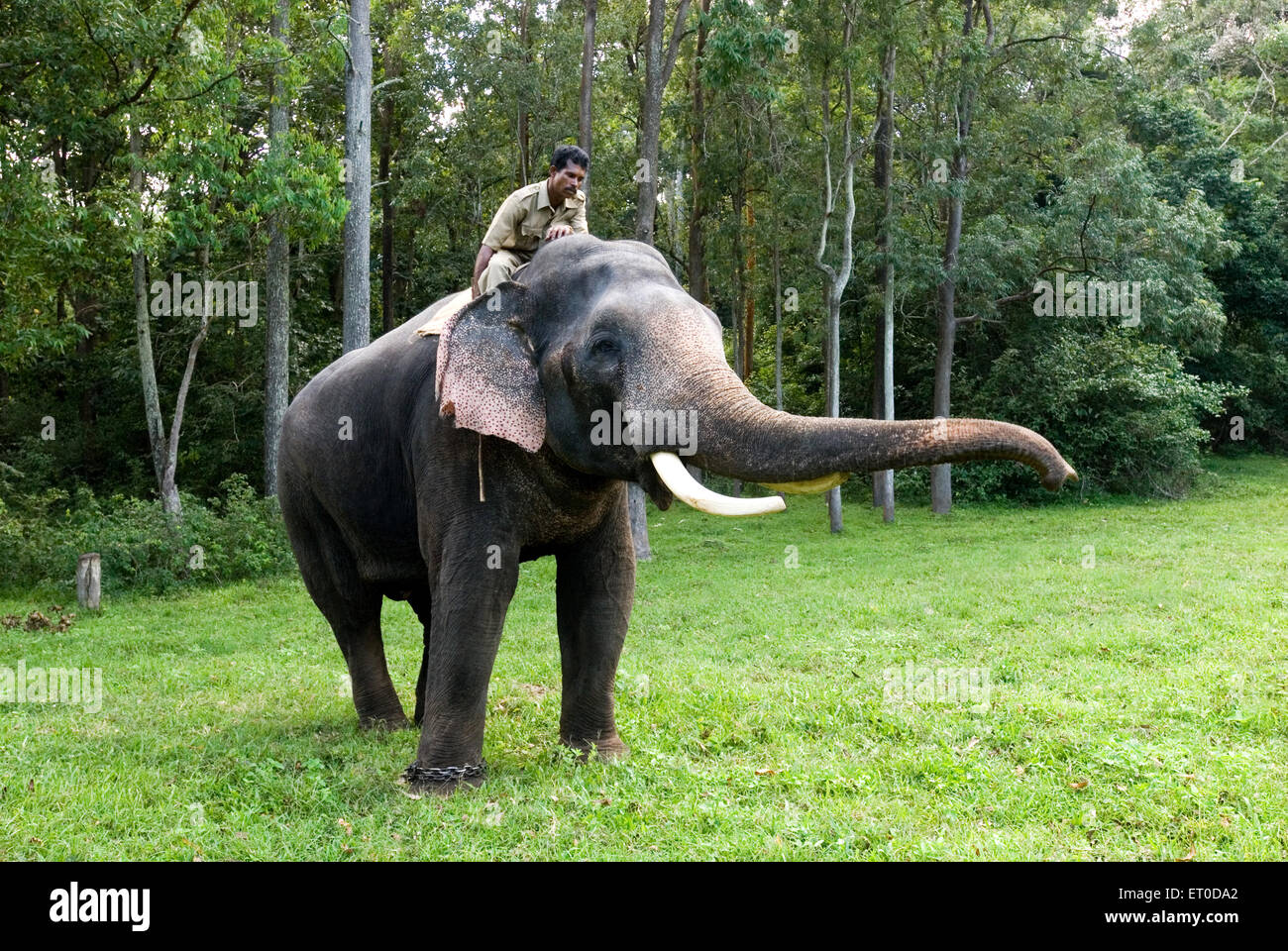 Elefant; Top Slip; Anaimalai Tiger Reserve; Coimbatore; Tamil Nadu; Indien nicht Herr Stockfoto