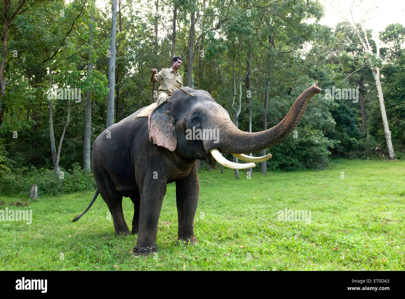 Elefant; Top Slip; Anaimalai Tiger Reserve; Coimbatore; Tamil Nadu; Indien nicht Herr Stockfoto