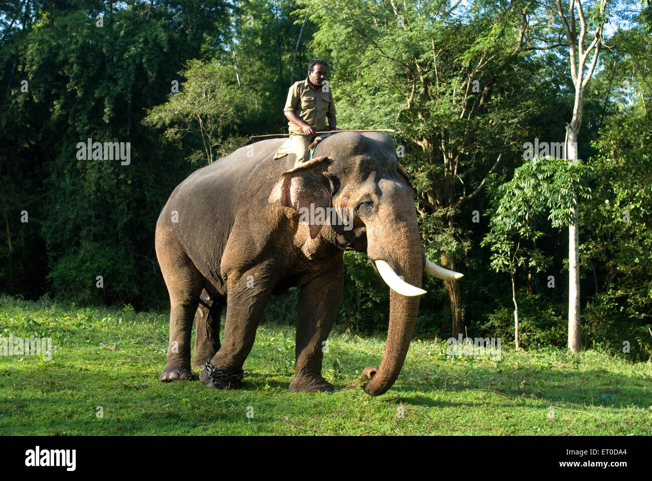 Elefant; Top Slip; Anaimalai Tiger Reserve; Coimbatore; Tamil Nadu; Indien nicht Herr Stockfoto