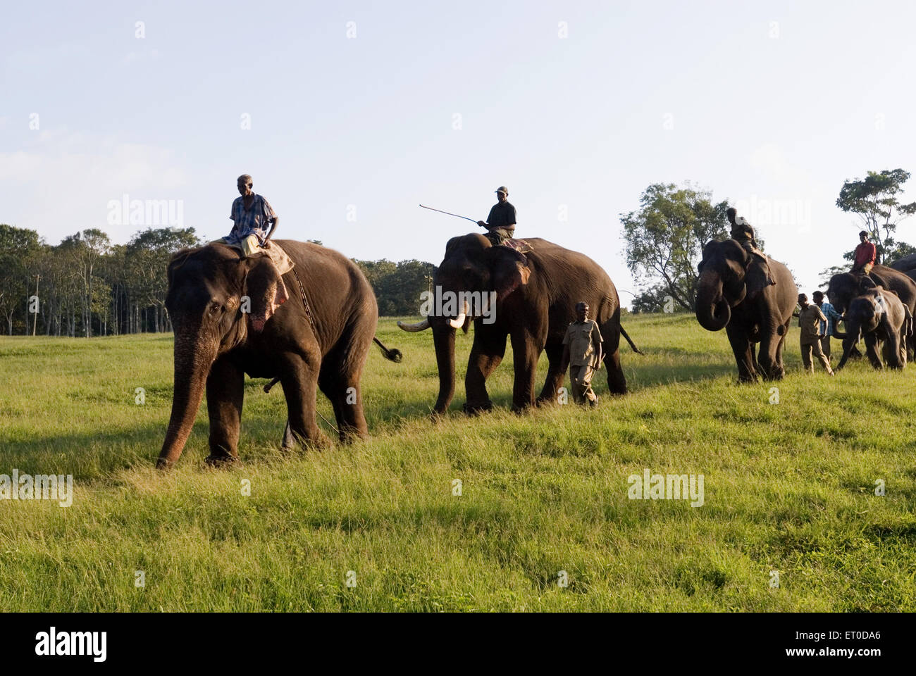 Elefanten aufgereiht; Top Slip; Anaimalai Tiger Reserve; Coimbatore; Tamil Nadu; Indien Stockfoto