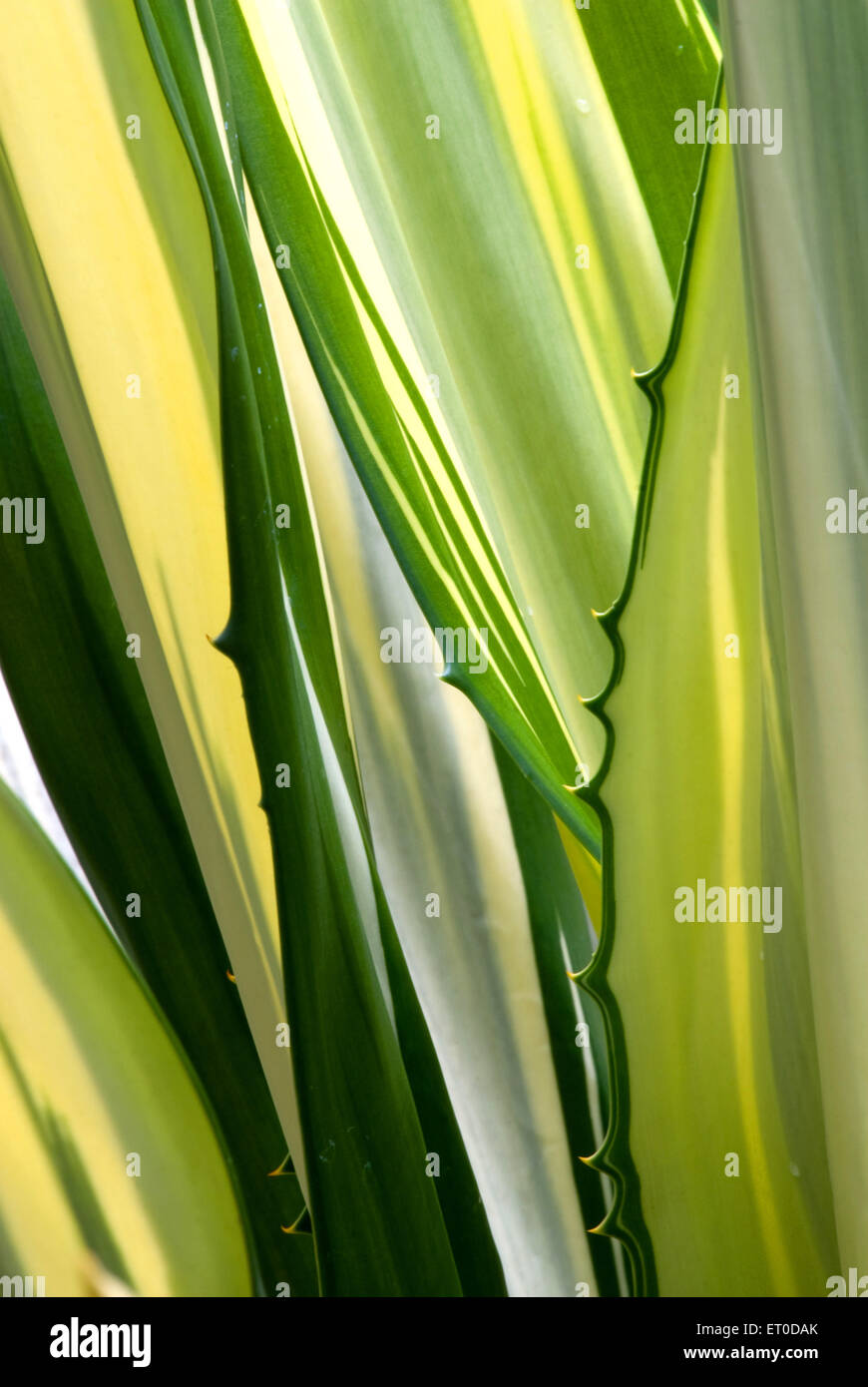 Agave Sukkulente Pflanze, grüne Blätter, Coimbatore, Tamil Nadu, Indien, Asien Stockfoto