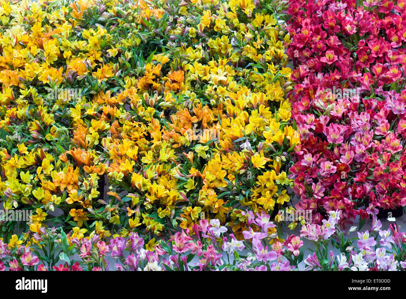 Alstroemeria Sp Blumenschau; Coimbatore; Tamil Nadu; Indien Stockfoto