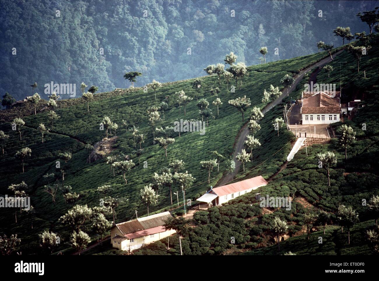 Tea Garden, Coonoor, Nilgiris, Nilgiri Hills, Western Ghats, Tamil Nadu, Indien, Asien Stockfoto