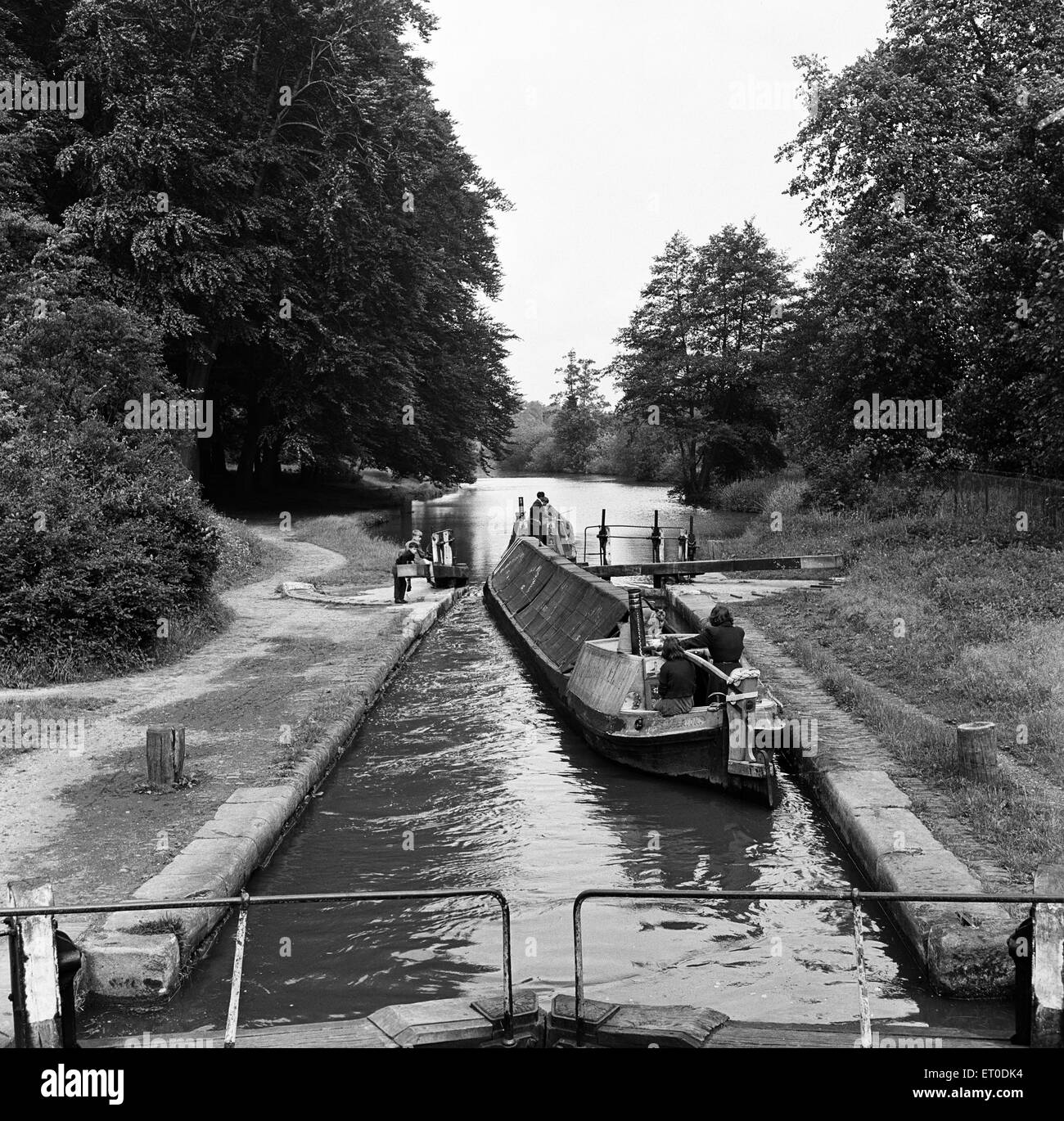 Blick entlang der Grand Union Canal, in Hertfordshire. 19. Juni 1954. Stockfoto