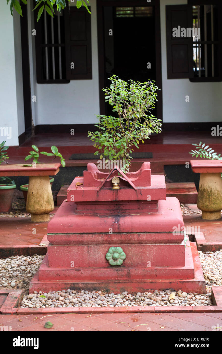 Tulsi vrindavan, Heiliger Basilikum, Alleppey, Alappuzha, Kerala, Indien, Asien Stockfoto