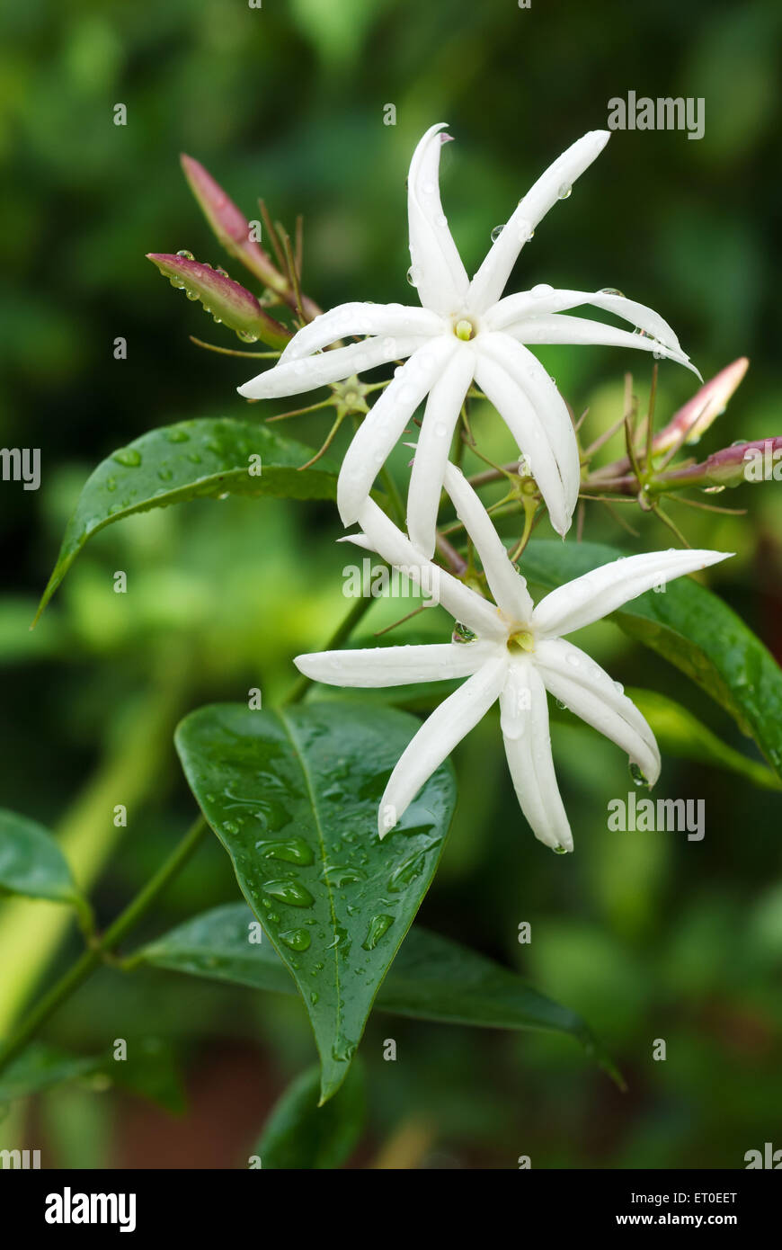 Jasminum grandiflorum Blume , Jasminum grandiflorum , spanischer Jasmin , Royal Jasmin , katalanischen Jasmin , weiße Blume , indien , asien Stockfoto