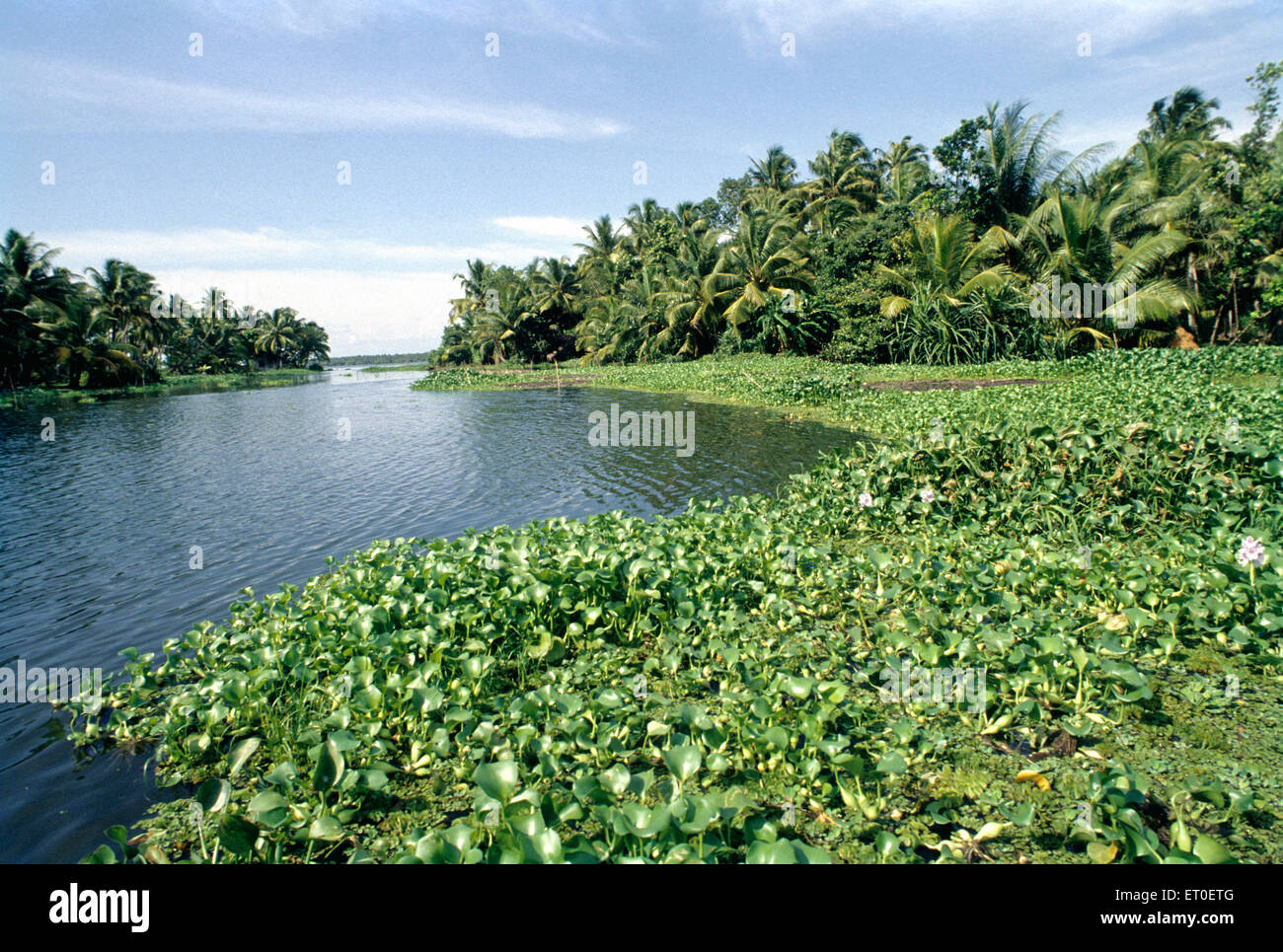 Backwaters, Alleppey, Alappuzha, Kerala, Indien, Asien Stockfoto