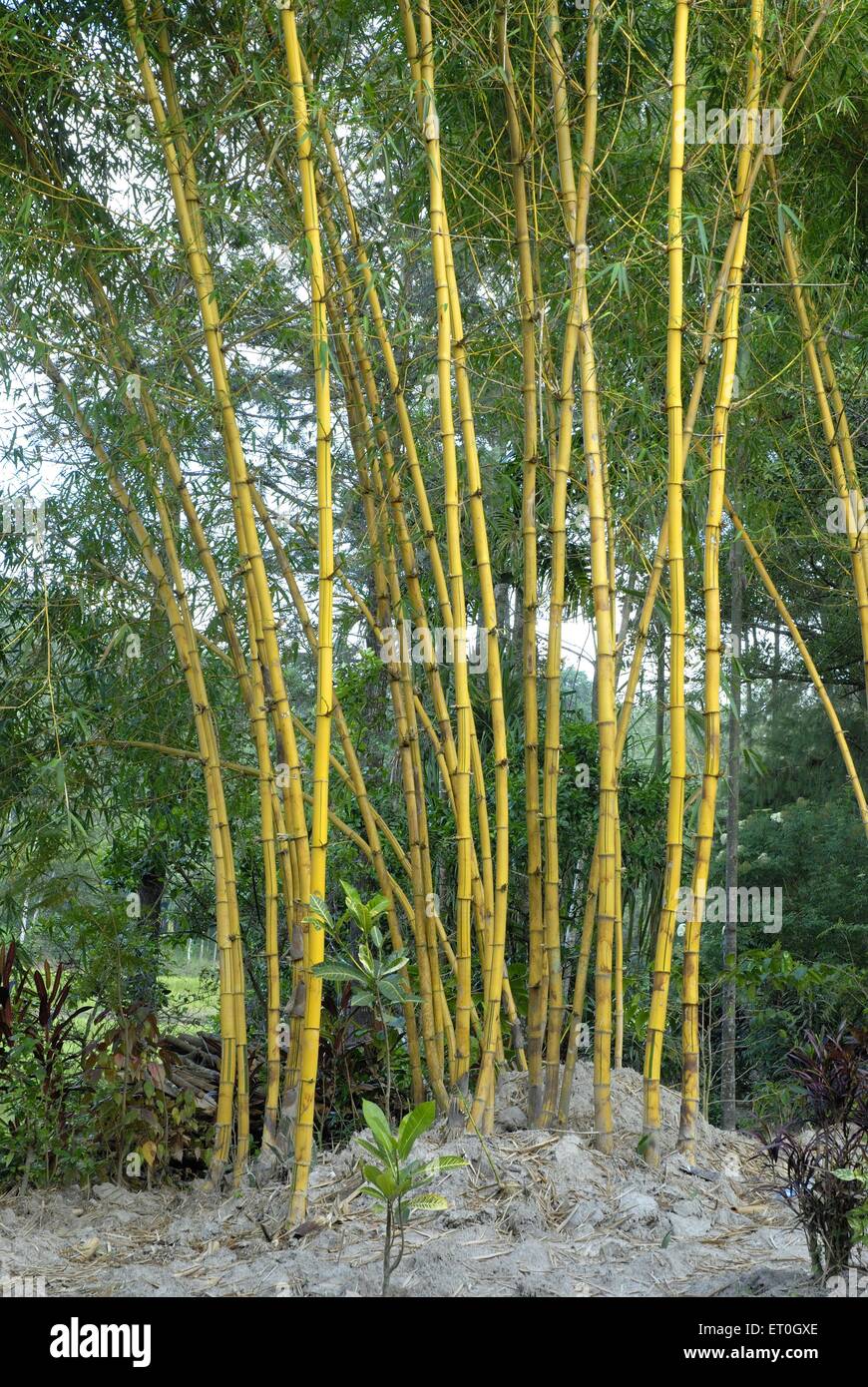 Bambusbäume , Coorg , Kodagu , Mangalore , Karnataka , Indien , Asien Stockfoto