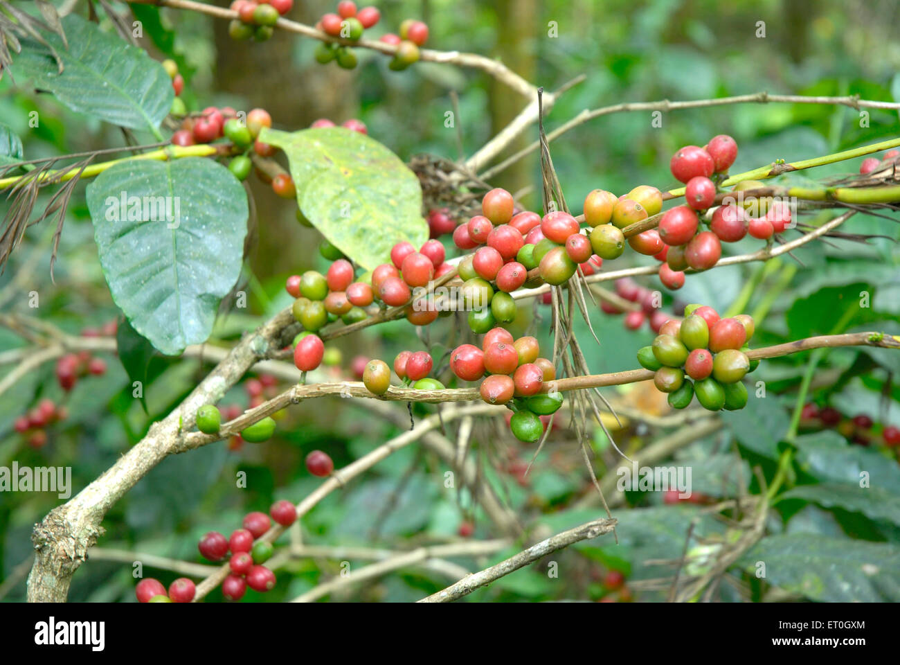 Kaffee Kirsche Baum, Kaffee Kirsche Baum, Kaffee Kirsche Baum, Kaffee Beerenbaum, Kaffee Beeren Baum, Madykeri, Madykery, Coorg, Karnataka, Indien, Asien Stockfoto