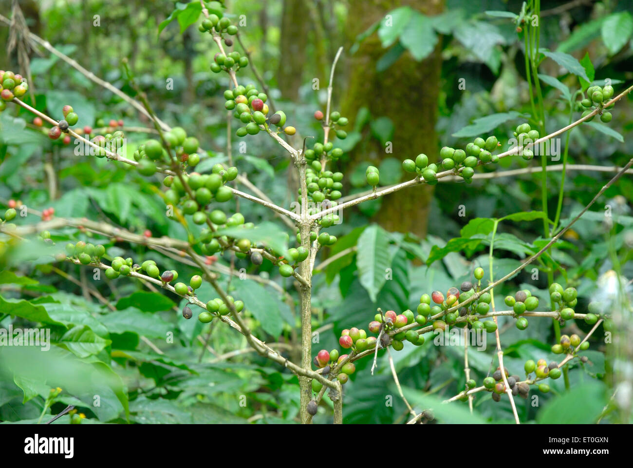 Kaffee Kirsche Baum, Kaffee Kirsche Baum, Kaffee Kirsche Baum, Kaffee Beerenbaum, Kaffee Beeren Baum, Madykeri, Madykery, Coorg, Karnataka, Indien, Asien Stockfoto