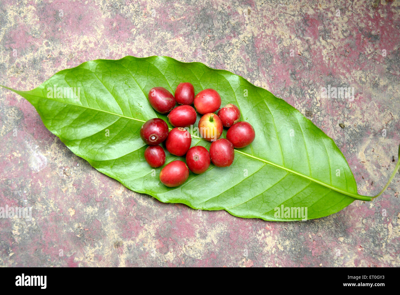 Rote Kaffeebeeren auf grünem Blatt, Kaffeekirsche, Kaffeekirschen, Kaffeebeere, Kaffeebeeren, Mudbidri, Moodabidri, Coorg, Karnataka, Indien, Asien Stockfoto