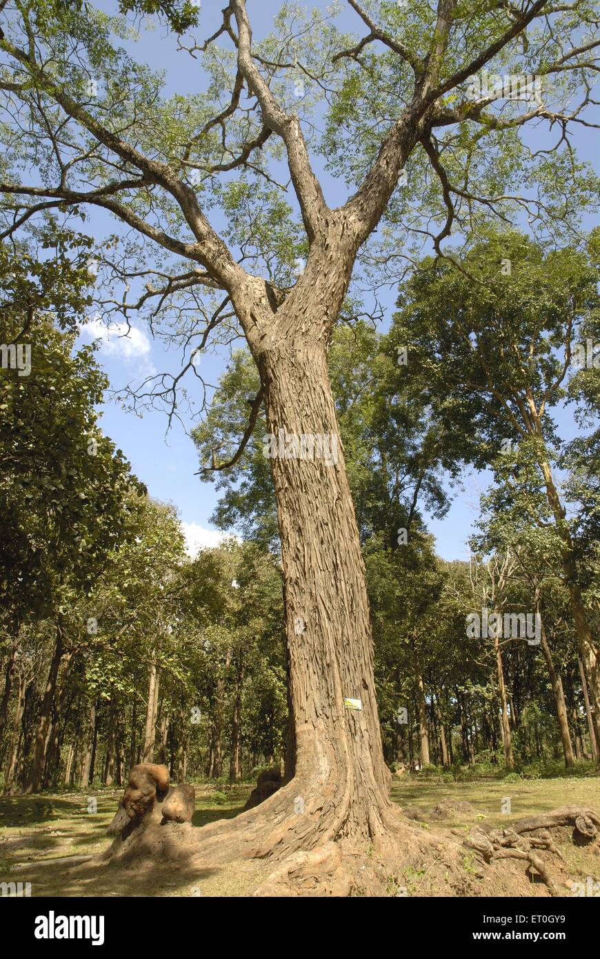 Melia dubia Baum , malai vembu, hebbevu , kaadu bevu , Nagarhole , Nationalpark , Wildlife Sanctuary , Kodagu , Coorg , Karnataka , Indien , Asien Stockfoto
