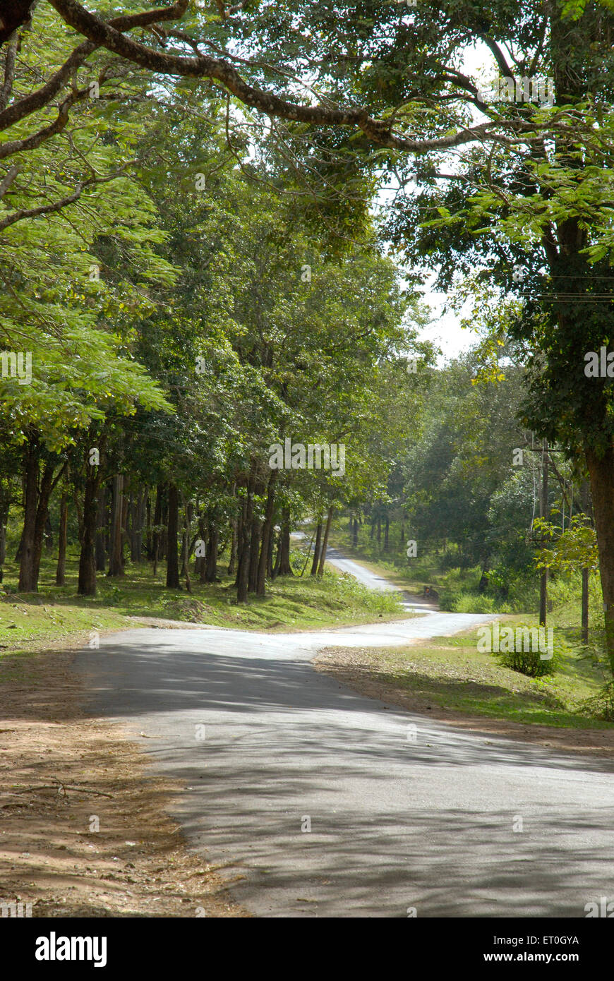 Waldstraße, Nagarhole Nationalpark, Nagarhole Wildlife Sanctuary, Kodagu, Coorg, Karnataka, Indien, Asien Stockfoto